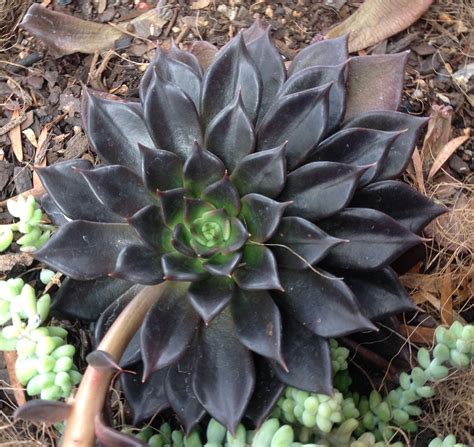 Echeveria Black Prince | Suculentas