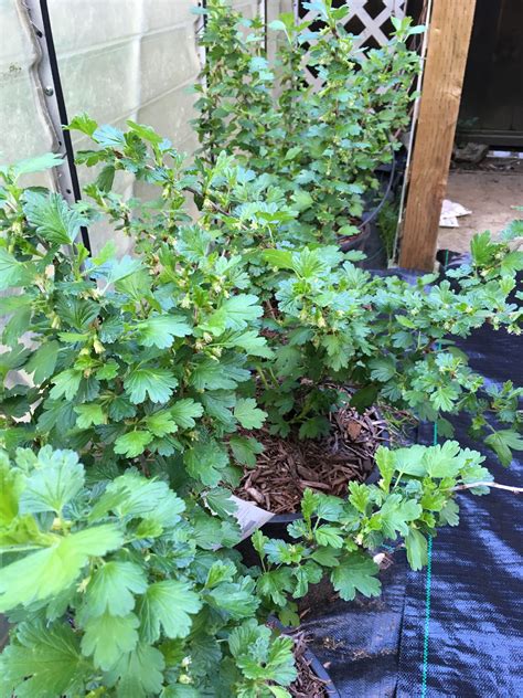 Gooseberry bushes! | Gooseberry bush, Plants, Backyard