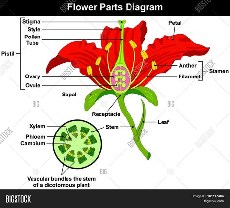 Flower Parts Diagram with stem cross section anatomy of plant ...