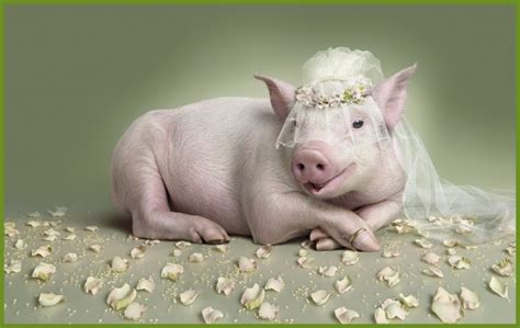 Pig Cute Cute Pig Wallpaper Backgrounds Stunning Funny - Pig With A ...