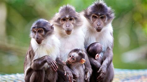 Download Wallpaper 1920x1080 Animals family, monkey, mother, baby Full ...