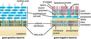 If the protons are in the periplasmic space, it is a species of: a ...