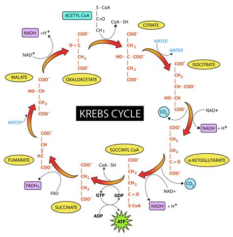 15.2: The Citric Acid Cycle - Chemistry LibreTexts