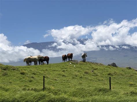 Living in Waimea (Kamuela), Hawaii — From Ranches to Resorts