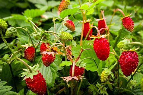 Strawberry Plants For Sale Zone 9 - G4rden Plant