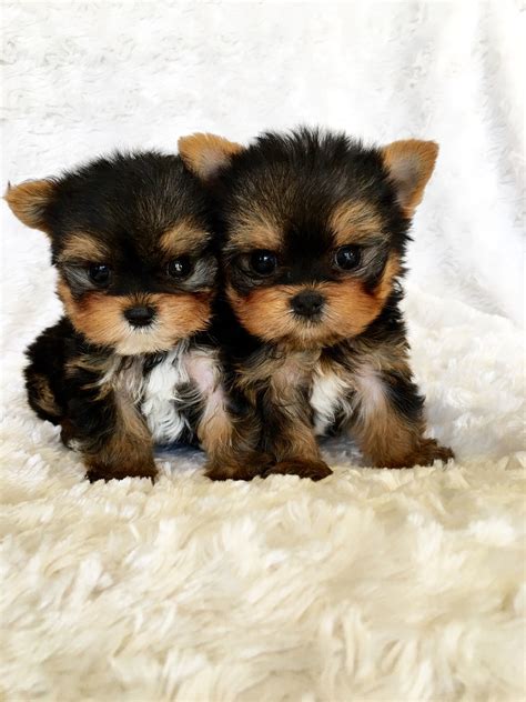 Micro Teacup Yorkshire Terrier Puppy California Breeder | iHeartTeacups