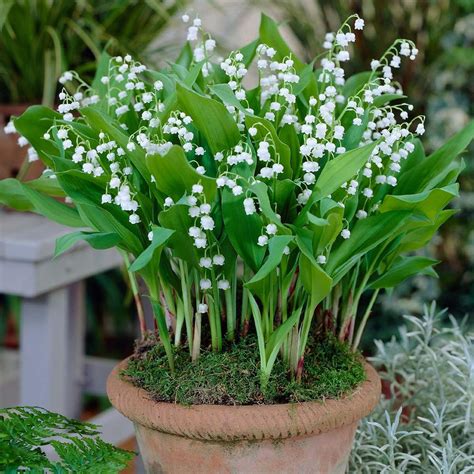 Convallaria Lily of the Valley - 10 bare roots - Longfield Gardens