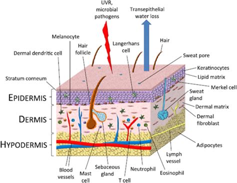 Ricardo Reed (ricardoreed0ba) | Epidermis, Skin structure, Lymph vessels