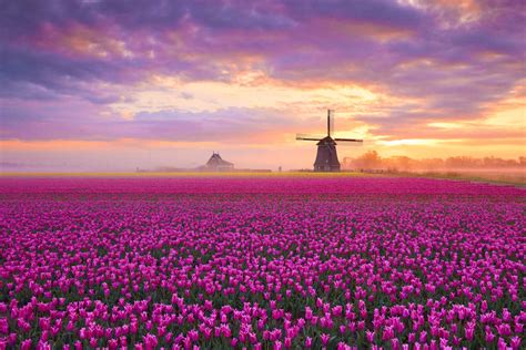 Most beautiful flower fields in the world | CheapTickets.sg Blog