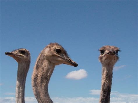 African Ostrich 4 Free Photo Download | FreeImages