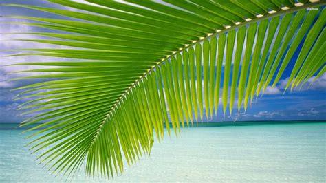 🔥 [50+] Palm Leaf Wallpapers | WallpaperSafari