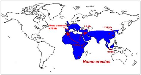 Homo Erectus Migration