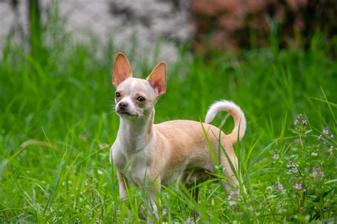 Top 5 Smallest Dog Breeds - Puptown Dog Training Houston, TX