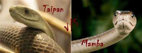 Taipan Vs Mamba Featured | Learnodo Newtonic