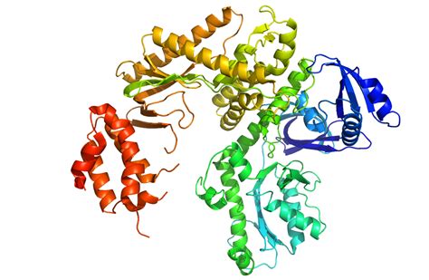 DNA polymerase II - Wikipedia