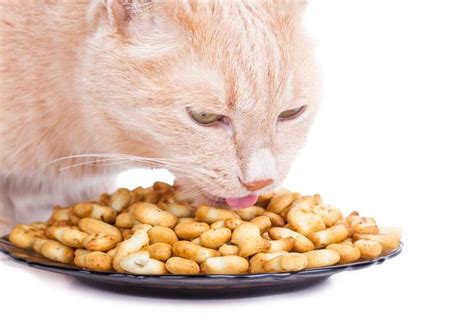 What to Feed an Old Cat to Gain Weight: 5 Vet-Approved Tips - Catster