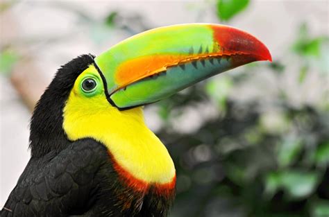 original toucan tropical bird beak colorful | Rainforest animals ...