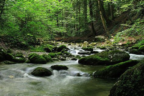 Riparian Habitat Definition and Examples - Bird Habitats