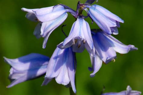 Growing Spanish Bluebells, a Late-Blooming Spring Bulb