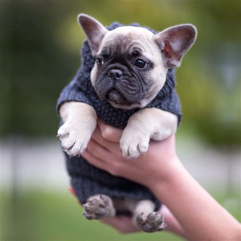 75+ Black Teacup French Bulldog Image - Bleumoonproductions