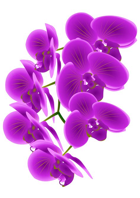 Orchid clipart orchid singapore, Orchid orchid singapore Transparent ...