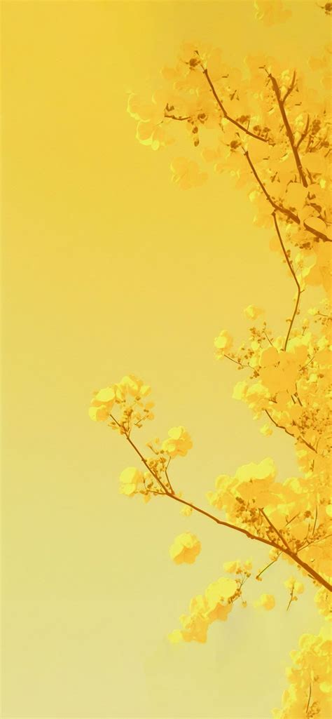 Yellow Blossom Tree Aesthetic Wallpaper - Cool Yellow Wallpaper