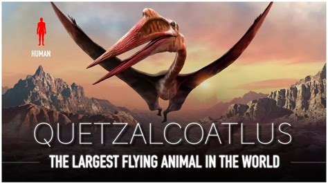 Quetzalcoatlus: The Largest Flying Animal EVER to Live | Dinosaur ...