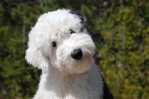 Old English Sheepdog Symbolism; A Message » Spirit Animal Totems