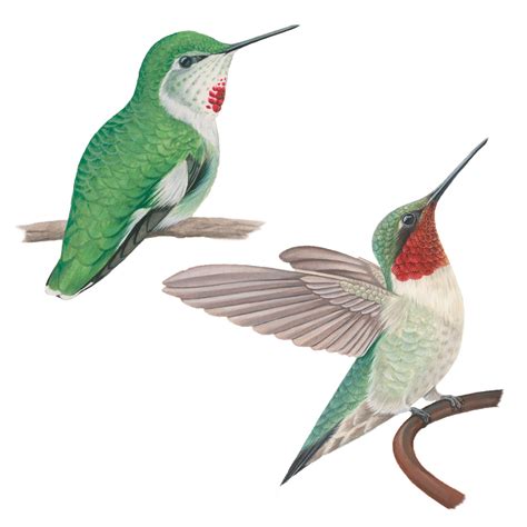 Ruby-throated Hummingbird | Celebrate Urban Birds