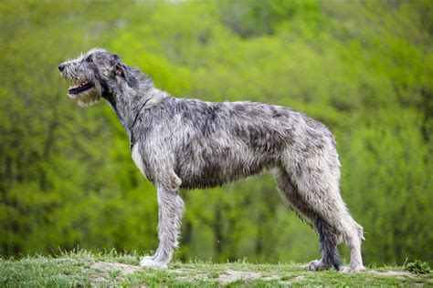 The Irish Wolfhound: An In-Depth Look into the Gentle Giant of the ...