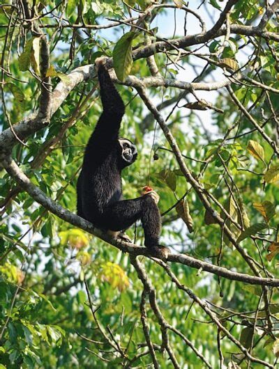 Pileated Gibbon Sounds & Calls | Wild Ambience Nature Sounds