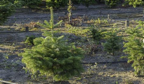 Fresh Christmas Tree Seedlings on Farm in Sunlight Stock Photo - Image ...