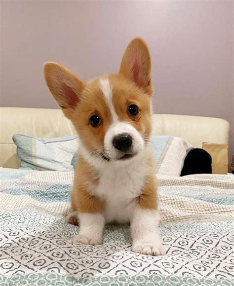 Corgi Puppies For Sale | Miami, FL #336291 | Petzlover