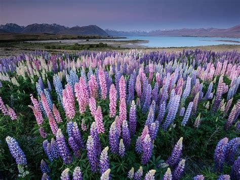 Flowering of Lupins in Lake Tekapo, New Zealand