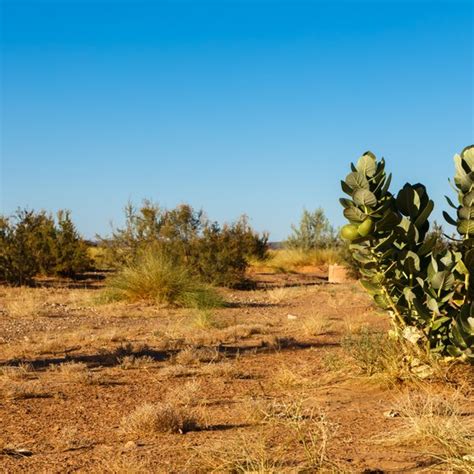 Sahara Desert Plants