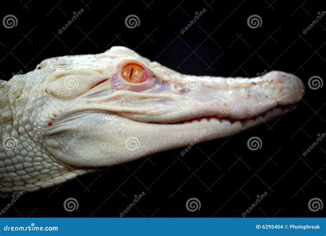 Albino Alligator Gar Or Atractosteus Spatula, Aligator Platinum Fish ...