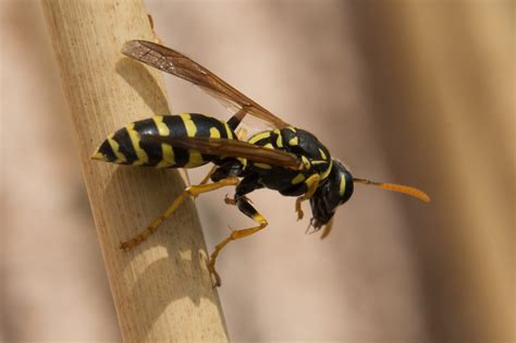 Difference Between Wasp and Hornet Sting | Compare the Difference ...