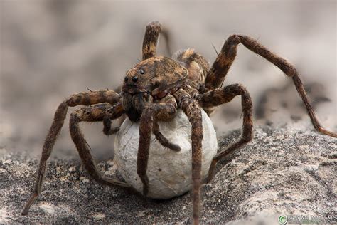 Missouri Herping