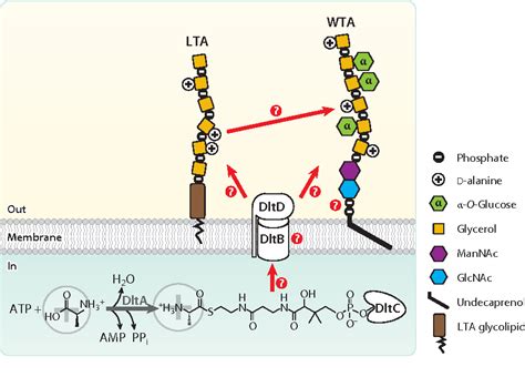 Figure 5 from Wall teichoic acids of gram-positive bacteria. | Semantic ...