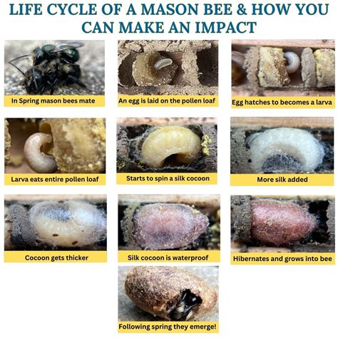 VIDEO - Life Cycle of a Mason Bee and How You Can Make an Impact - Rent ...