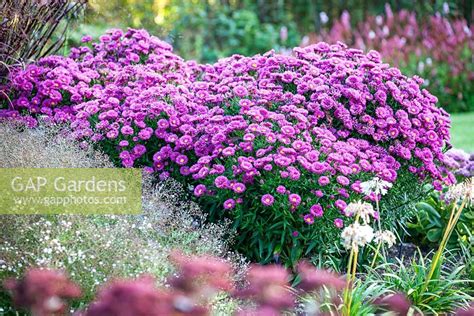 GAP Gardens - Aster novi-belgii 'Jenny'. Frost flower - Image No ...