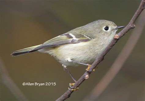 Ruby-crowned Kinglet | VisitingNature