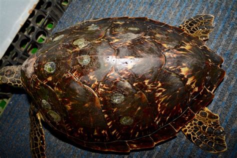 Hybrid turtle possible first in Australia - Australian Geographic