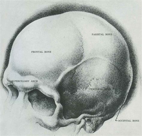 Forms of Skull - Drawing the Human Head - Joshua Nava Arts