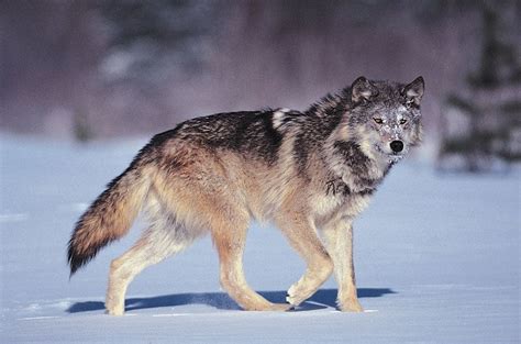 Gray wolf | Size, Habitat, Diet, Predators, & Facts | Britannica