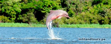 Conoce el hábitat natural del delfín rosado en Sudamérica | Mascotario