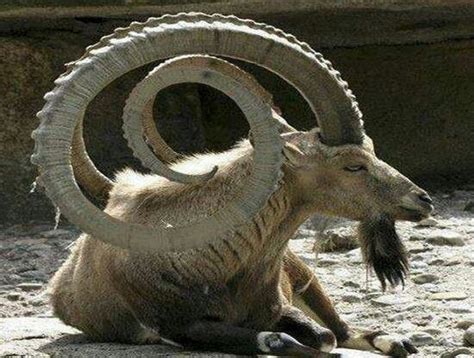 41 best Ibex, Alpine, Siberian. Horns, Nubia, Spanish, Walia, Capra ...