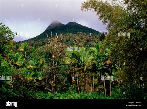 El Yunque National Forest Reserve, Caribbean National Forest, United ...