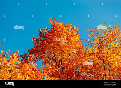 Fall colors in the mountains Stock Photo - Alamy