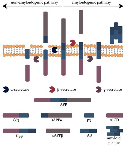 The formation of neurofibrillary tangles through the process of tau ...